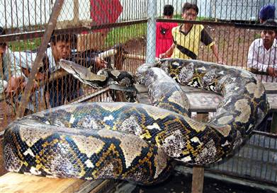 World record longest snake
